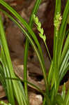 Cumberland sedge